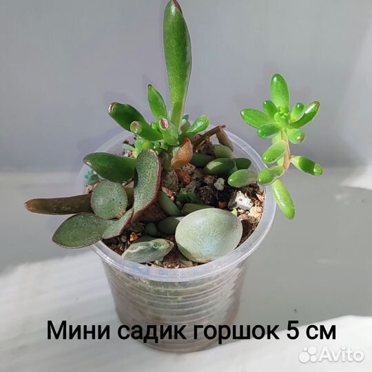 Суккуленты 2- домашние растения