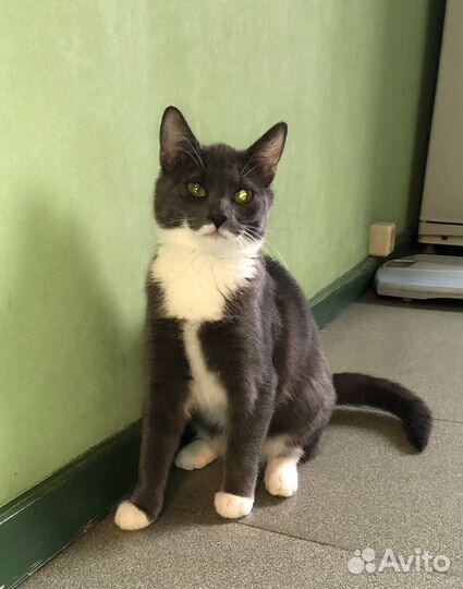 Русская голубая метис