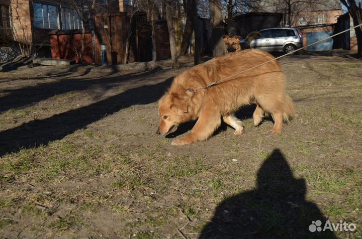 Отдам роскошную собаку. 1 год. Стерильна