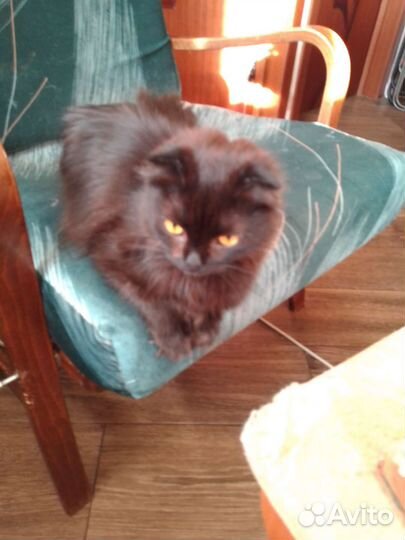 Шотладские