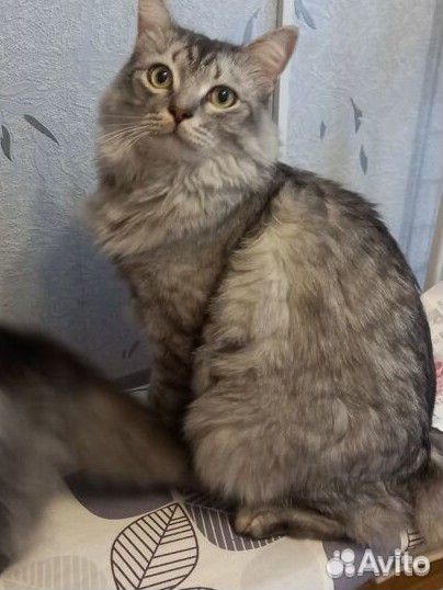 Метисы сибирско шотланские в добрые руки 4 шт