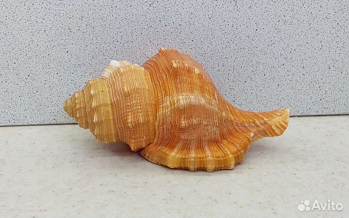 Циматиум Пурам 10,4 морская ракушка раковина