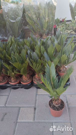 Цикас революта