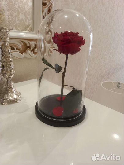 Живая роза в колбе