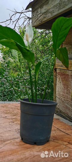 Женское счасть