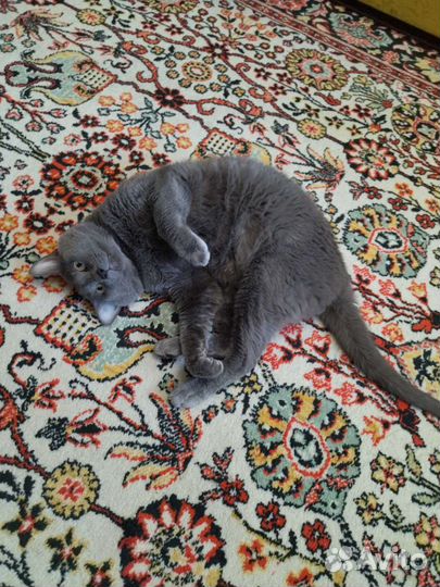 Отдам кота в добрые руки