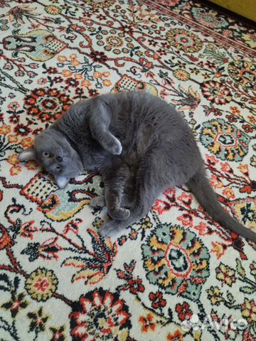 Отдам кота в добрые руки