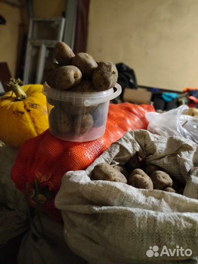 Продам картофель