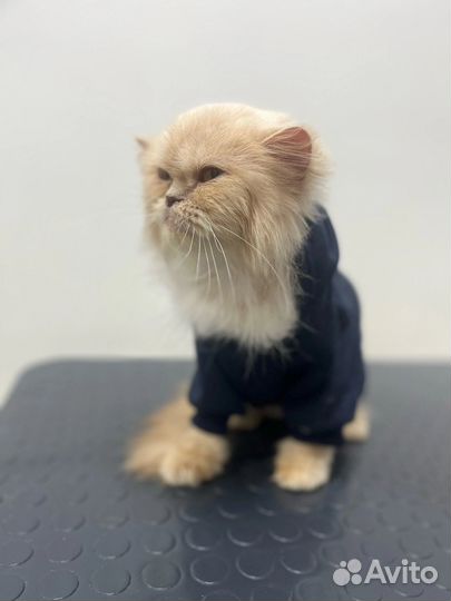 Кошка в добрые руки