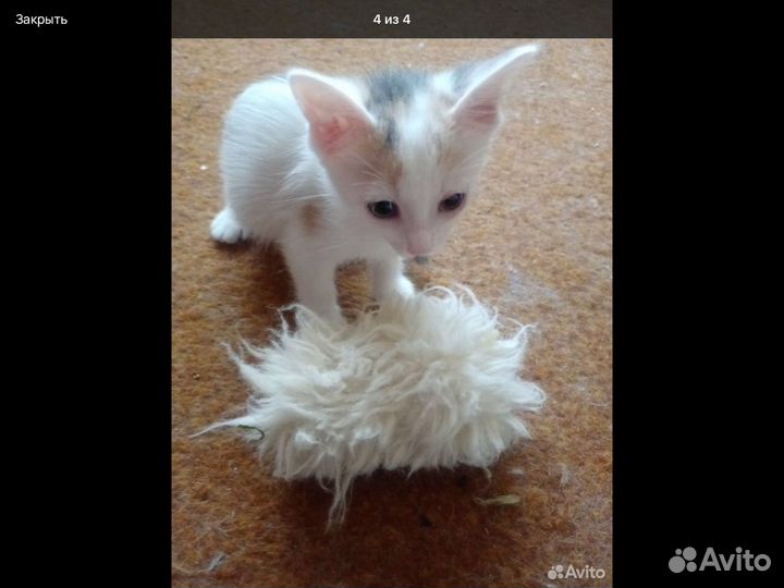 Котята