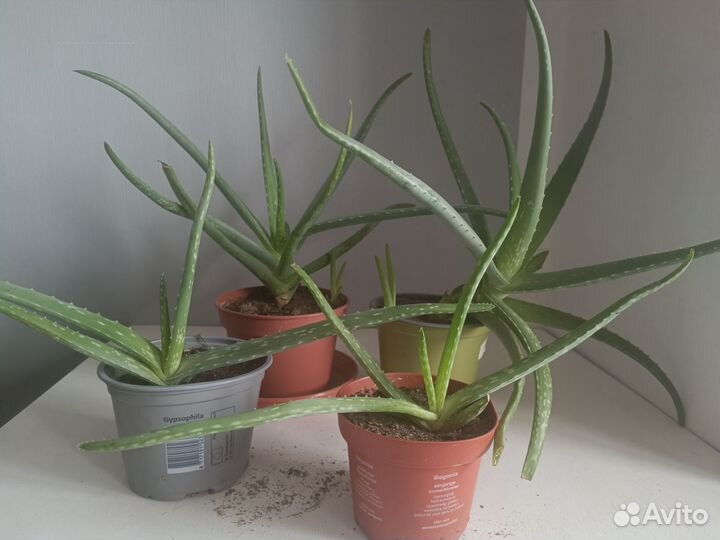 Алоэ Столетник