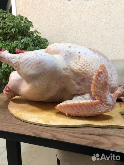 Тушка индейки