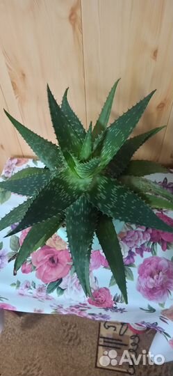 Алоэ тигровое