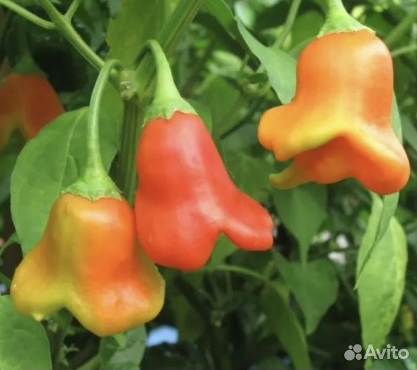 Рассада острого перца