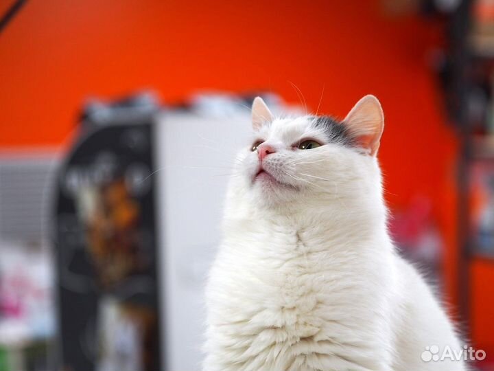 Замечательная кошечка Лима в добрые руки