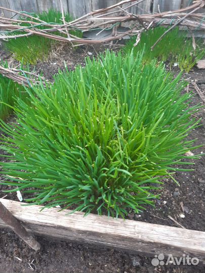 Многолетний лук