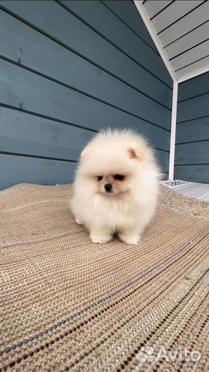 Померанский шпиц мини мальчик