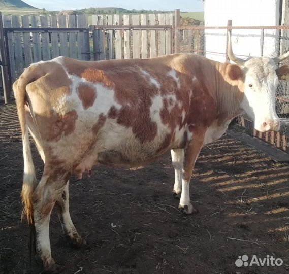 Корова дойная с теленком