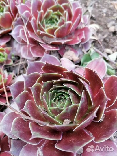 Молодило каменная роза