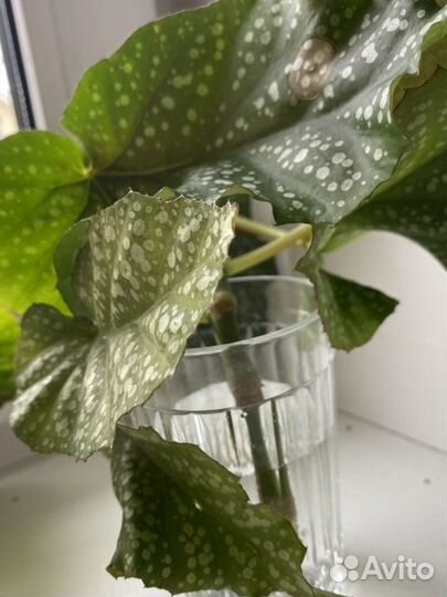 Фикус, бегония