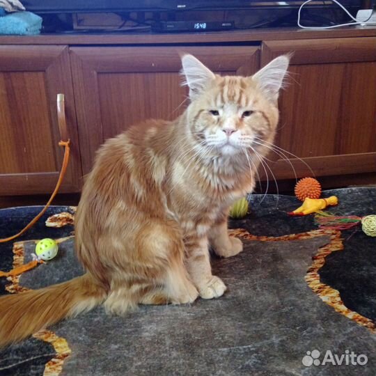 Котята мейн-кун