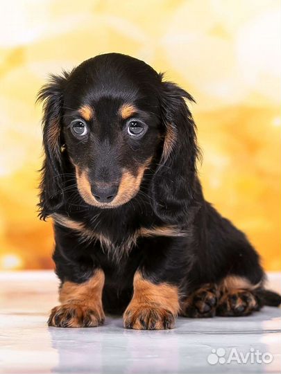 Щенки миниатюрной таксы