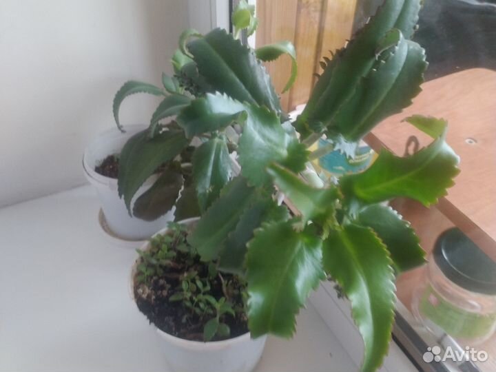 Каланхоэ дегремона лечебное