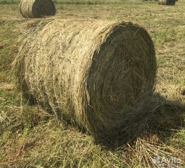 Сено в рулонах