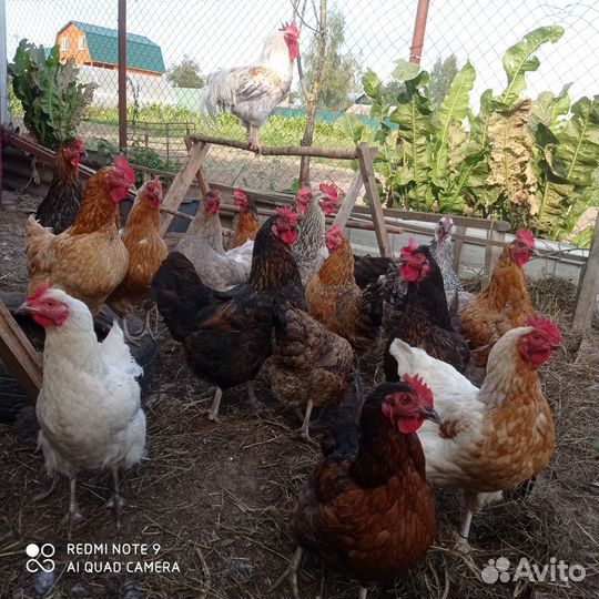 Куры несушки домашние
