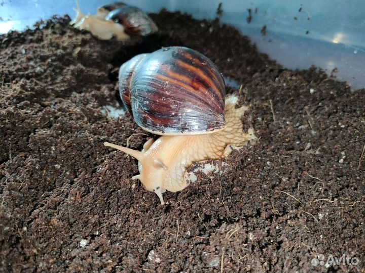 Улитка ахатина иммакулята