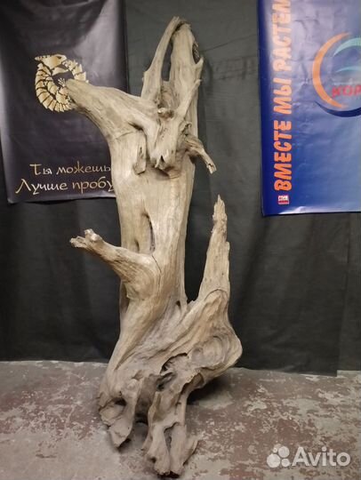 Корень Кедра