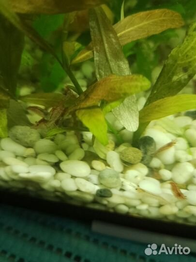 Аквариумные креветки вишня и растения