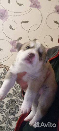 Сибирский хаски