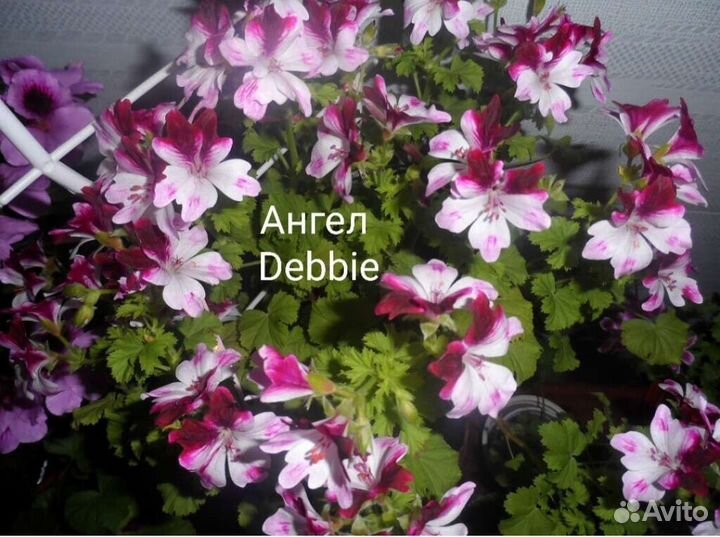 Пеларгония карлик, ангел (герань)