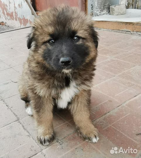 Щеночки в добрые руки