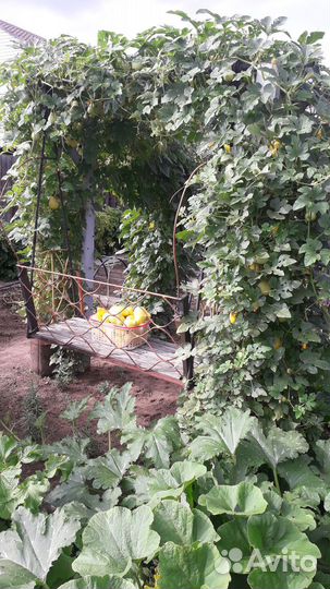 Семена декоративной груши лианы