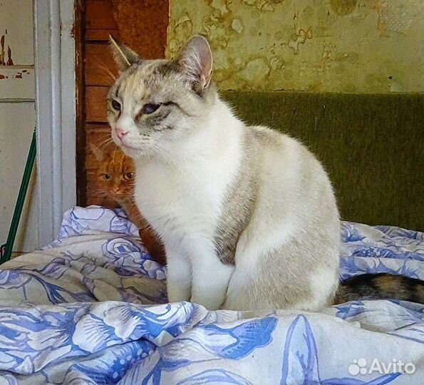 Кошечка ласкуша