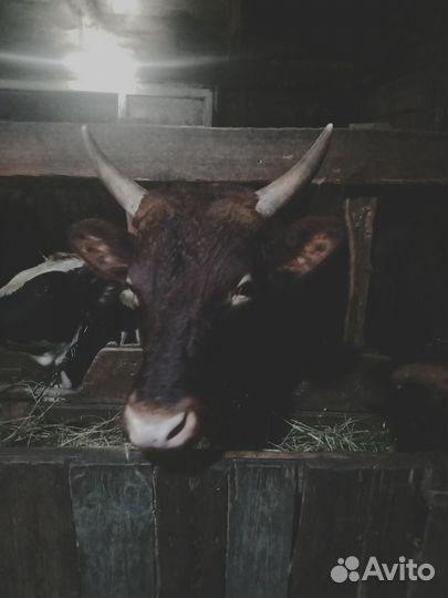 Быки на племя