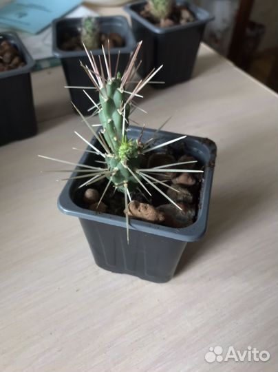 Кактус