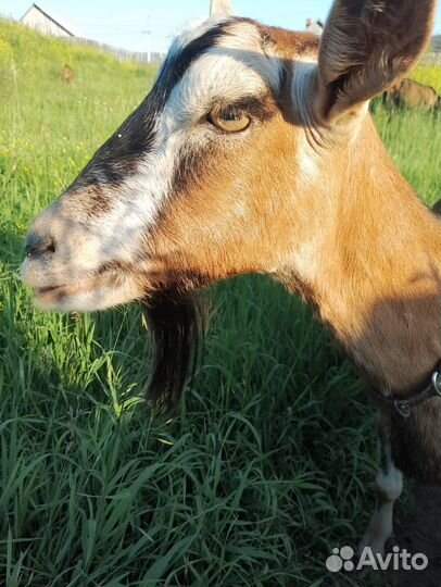 Продам дойных коз