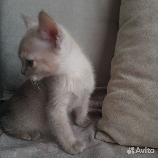 Бурманские котятки
