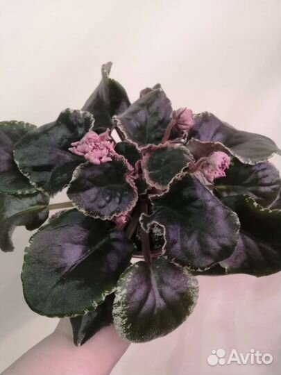 Фиалка взрослые растения