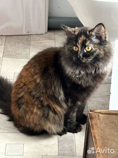 Разные породы