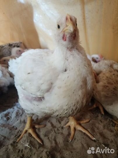 Продаю бройлеров