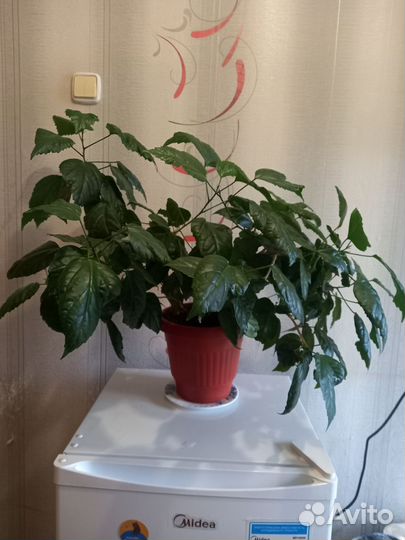 Продам Гибискус