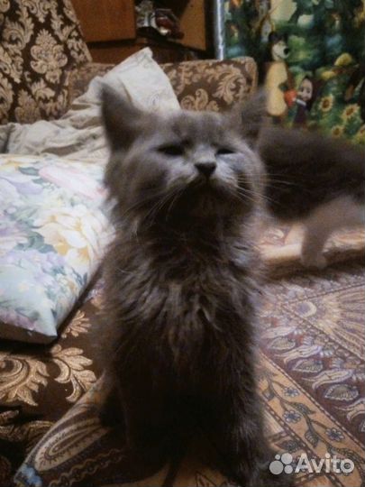 Котята в добрые руки бесплатно