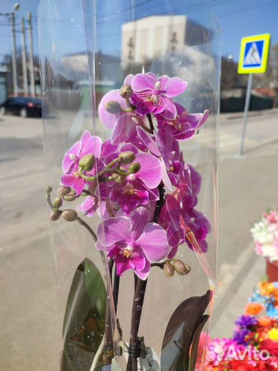 Фаленопсис