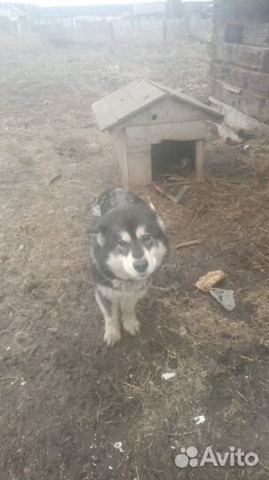 Аляскинский маламут