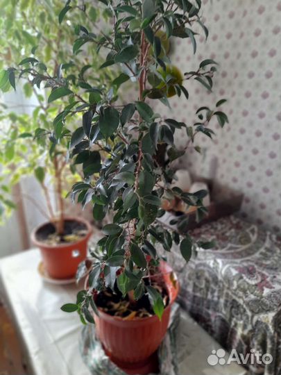 Фикус бенджамина