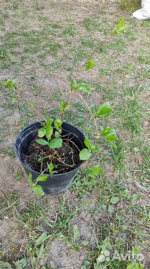 Лимонник саженец